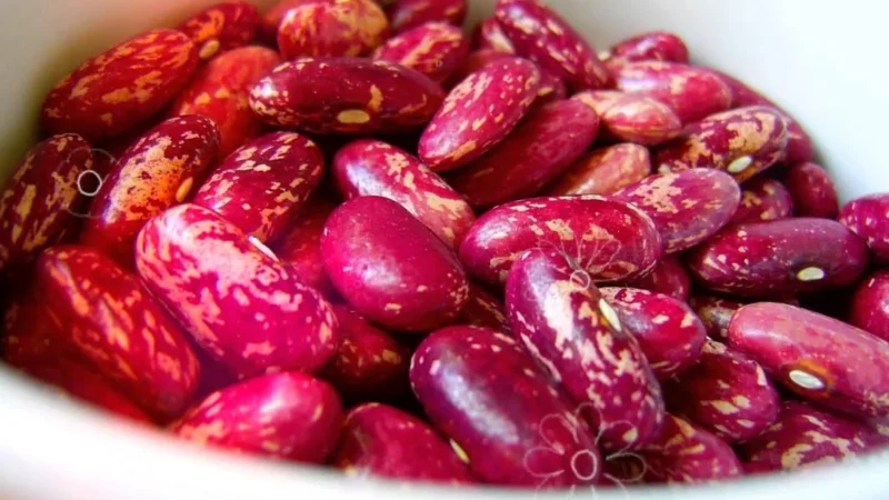 Талас облусунда 1 миллиард сомдук буурчакты кайра иштетүүчү завод курулат