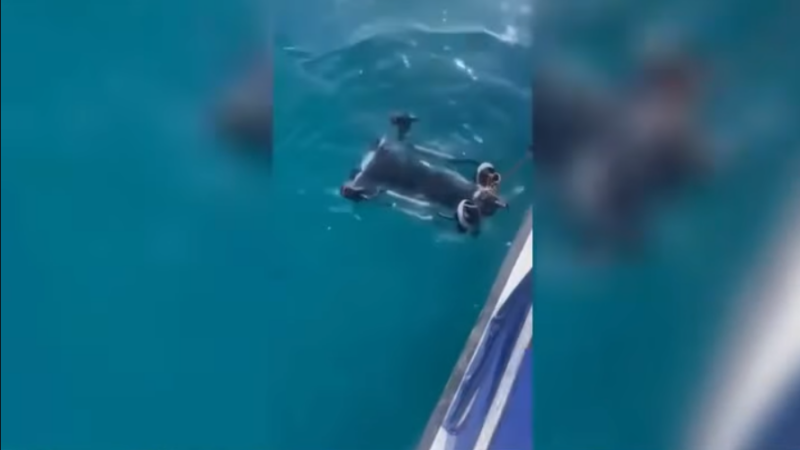 Ысык-Көлдүн түбүнөн дрондун жардамы менен тор чыгарылды.(ВИДЕО)