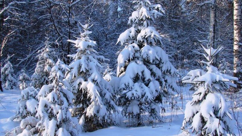 Кутман таң, замандашым! Иш күнүбүз ийгиликтүү болсун!