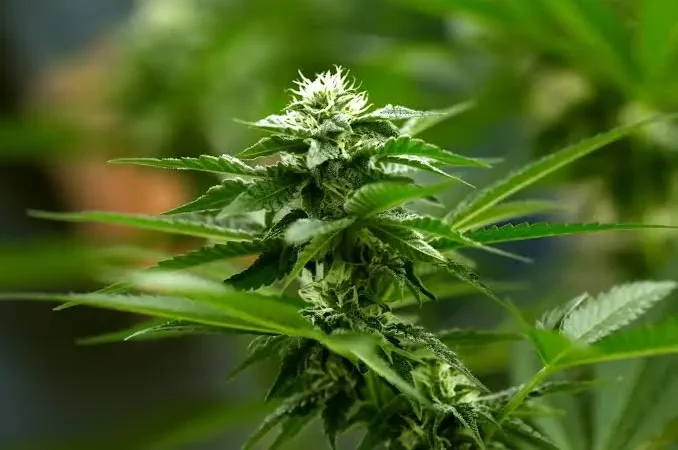 Дастан Бекешев кийим-кече өндүрүүдө кара куурай колдонууну сунуштады