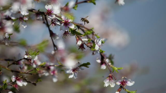 Шүгүр келтирүү берекени көбөйтөт. Кутман таң, окурманым!