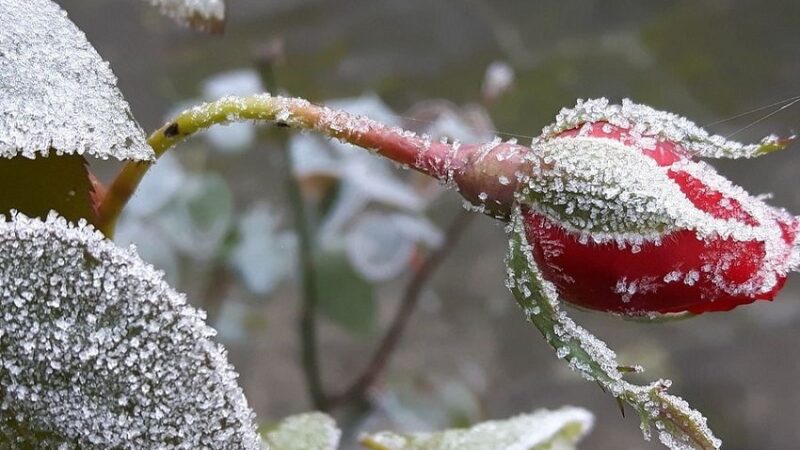 Аба ырайы кескин өзгөрүп, -28 градуска чейин суук күтүлөт