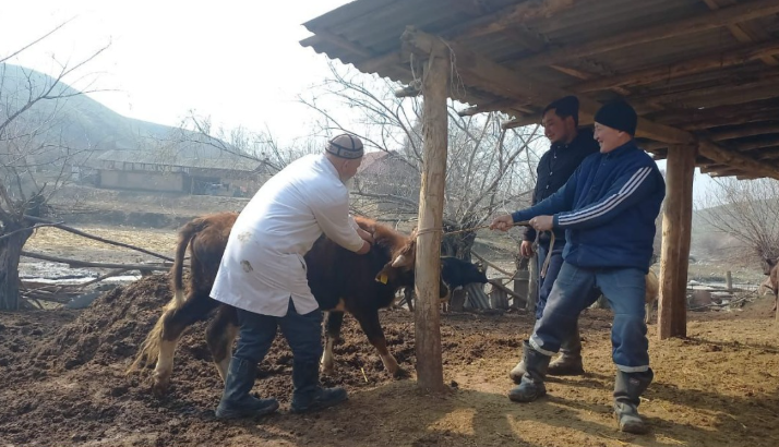 Ветеринардык коопсуздукту сактоого быйыл 135 млн сом бөлүндү