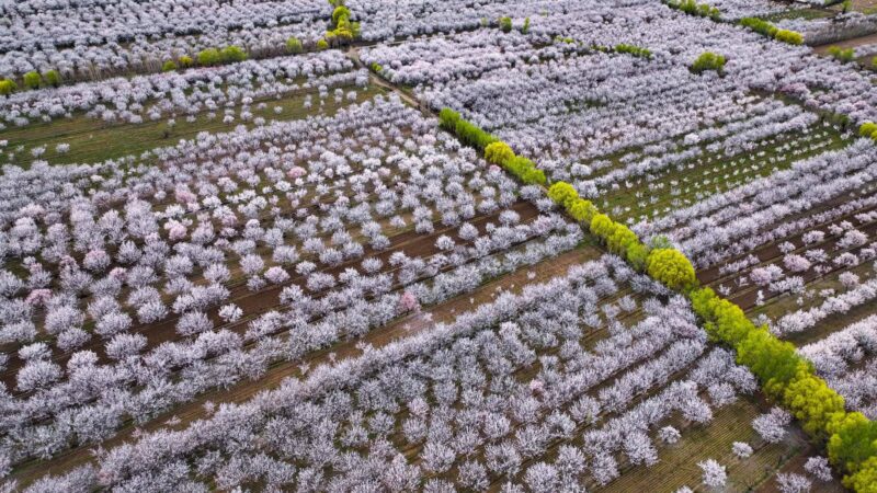 Өрүкзарга кетели… Баткенде өрүк гүлдөдү