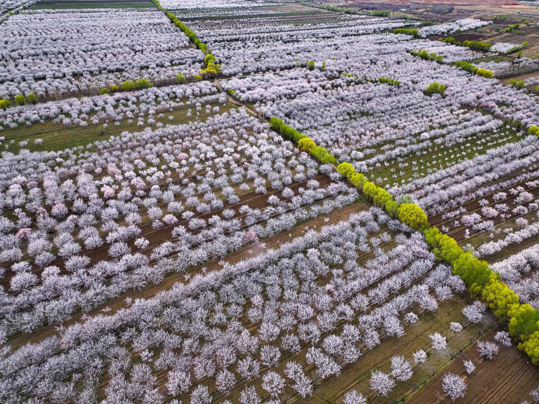 Өрүкзарга кетели… Баткенде өрүк гүлдөдү