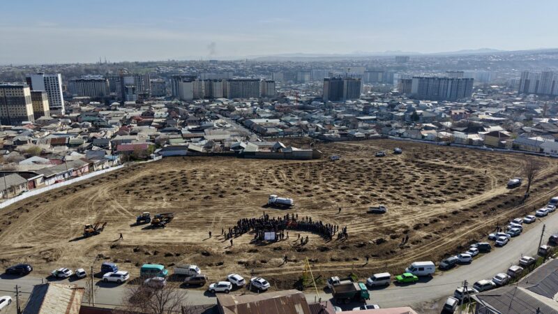 Ош шаарында көрүстөндүн ордуна 1,3 миң түп көчөт отургузулду