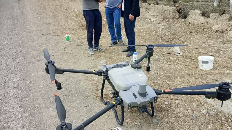 Баткенде өрүк бактарына дрон менен дары чачылууда