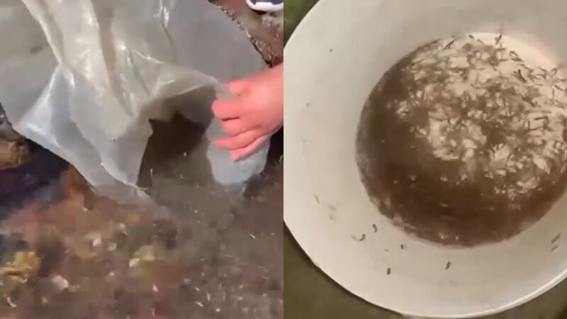 Суусамыр жана Көкөмерен дарыяларына 5 миң балыктын чабагы коё берилди (ВИДЕО)