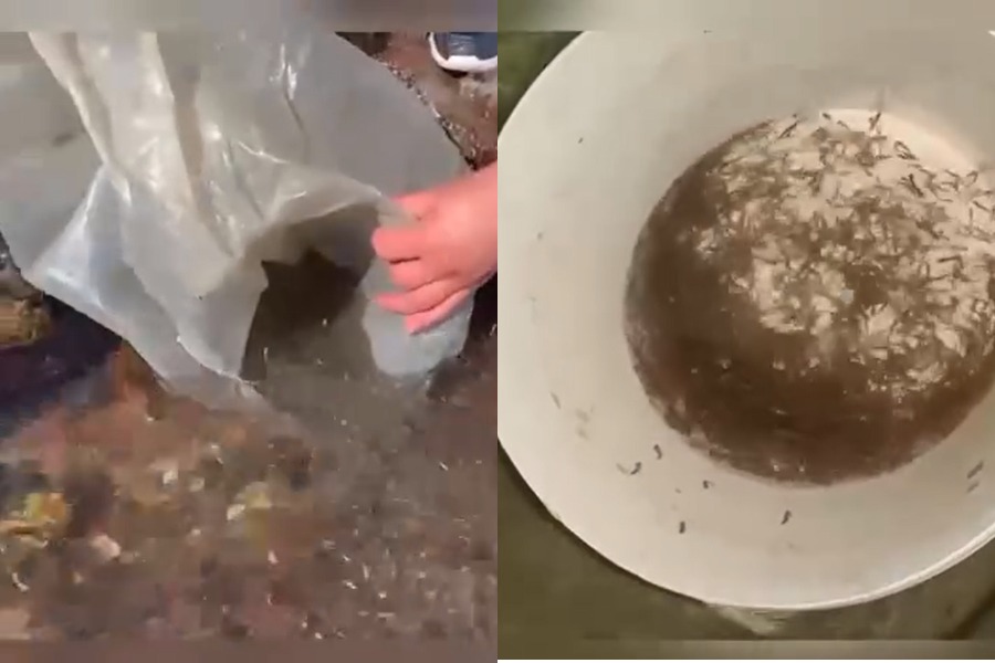 Суусамыр жана Көкөмерен дарыяларына 5 миң балыктын чабагы коё берилди (ВИДЕО)