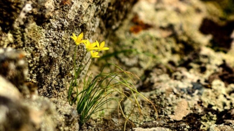 Өлкөдө 31-мартка карата күтүлгөн аба ырайы