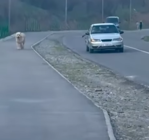 Манаста итин өзгөчө сейилдеткен айдоочуга айып салынды