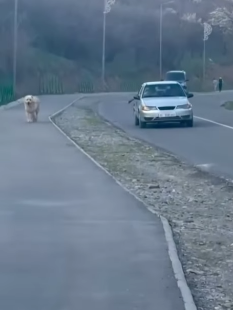 Манаста итин өзгөчө сейилдеткен айдоочуга айып салынды