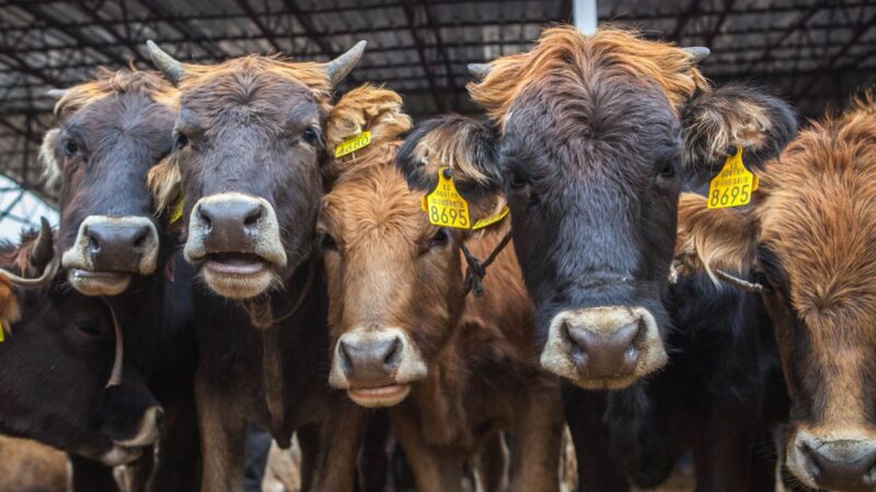 Мал экспорттоого киргизилген тыюу салуу узартылды