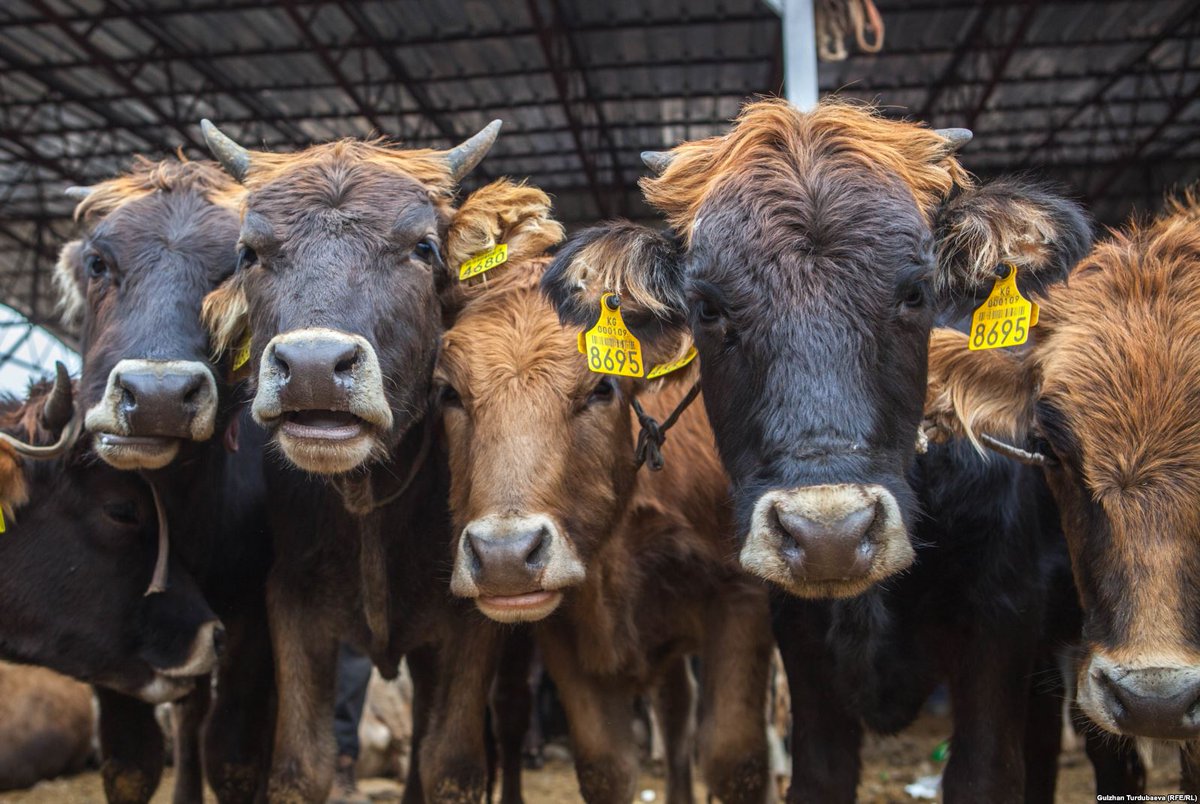 Мал экспорттоого киргизилген тыюу салуу узартылды