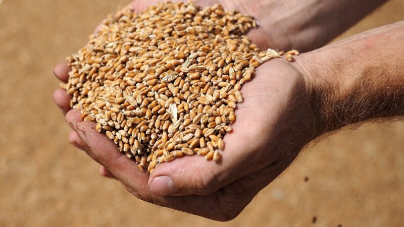 Ак-Суудагы дыйкандарга 40 тонна арпа жана 20 тонна буудай үрөнү берилди