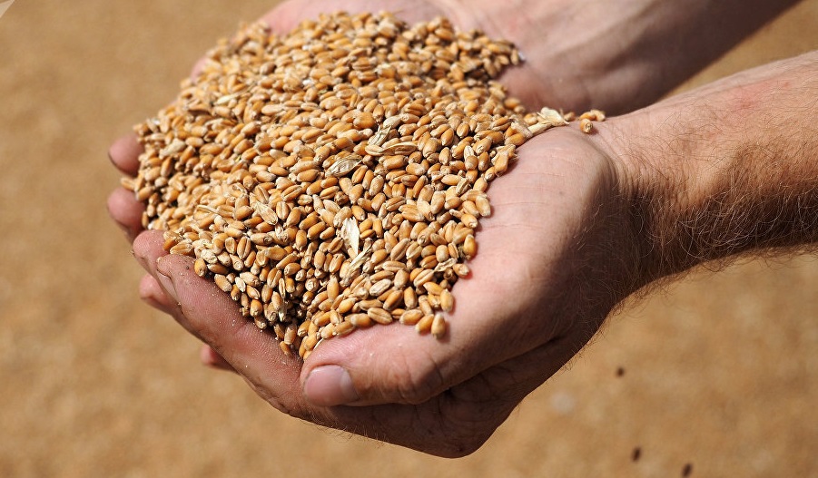 Ак-Суудагы дыйкандарга 40 тонна арпа жана 20 тонна буудай үрөнү берилди