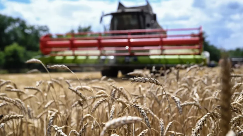 Дыйкандарга арпа, буудай, кант кызылчасын көп өстүрүү сунушталды