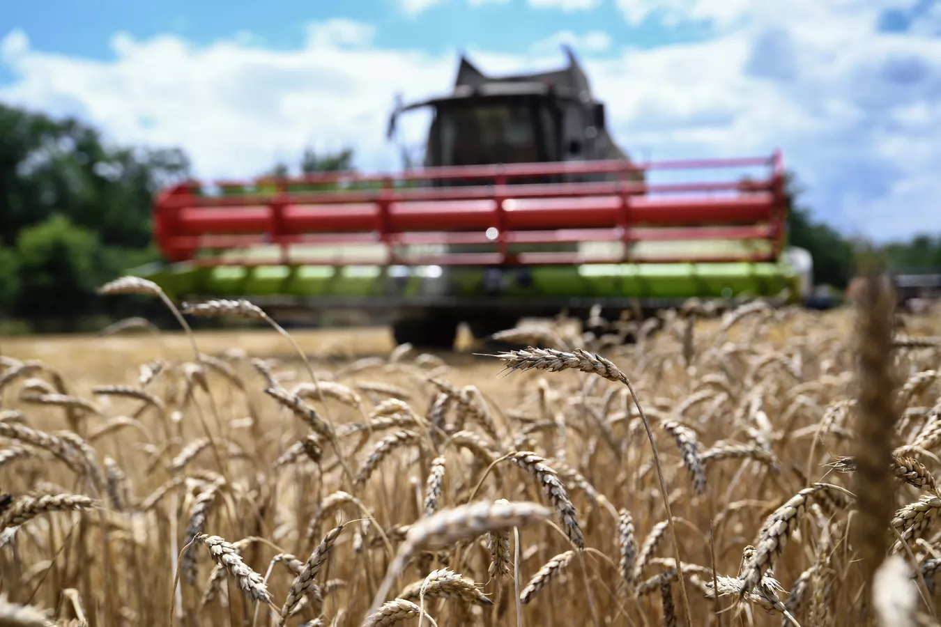 Дыйкандарга арпа, буудай, кант кызылчасын көп өстүрүү сунушталды