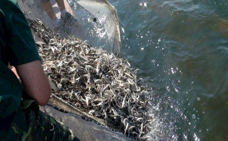 Орто-Токой суу сактагычына 1,2 млн балык чабагы кое берилди