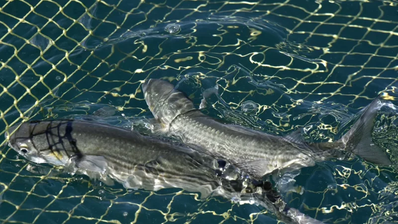 Ысык-Көлгө куйган дарыяларга 582 миң форель чабагы кое берилди (ВИДЕО)