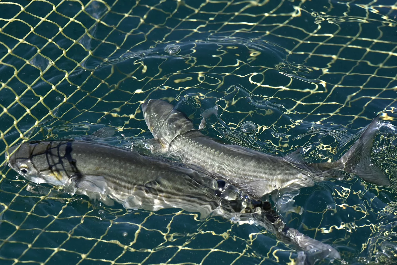 Ысык-Көлгө куйган дарыяларга 582 миң форель чабагы кое берилди (ВИДЕО)