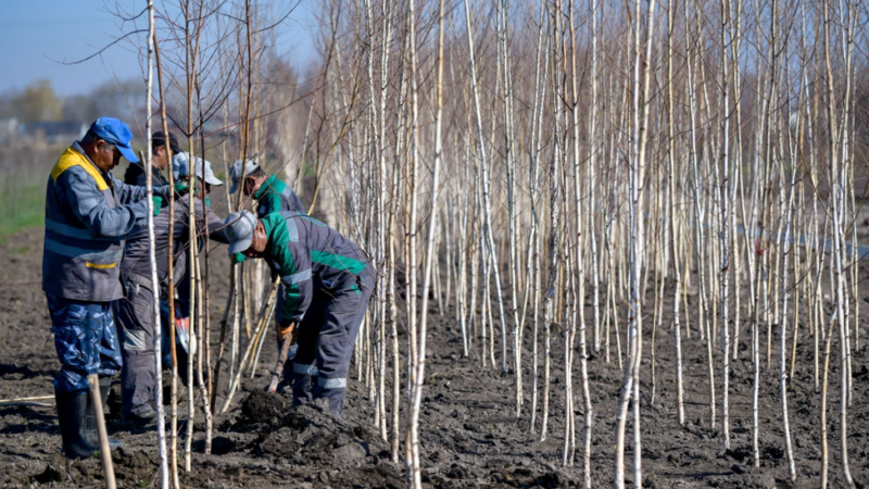 Мэрия: Бишкекте «экинчи Ботаникалык бак» пайда болот