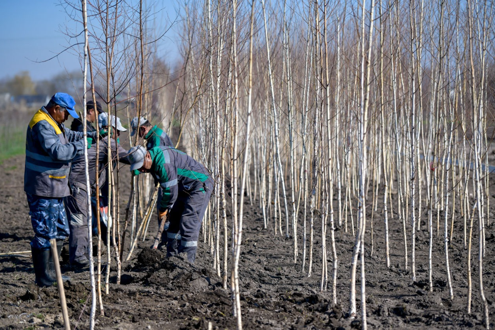 Мэрия: Бишкекте «экинчи Ботаникалык бак» пайда болот