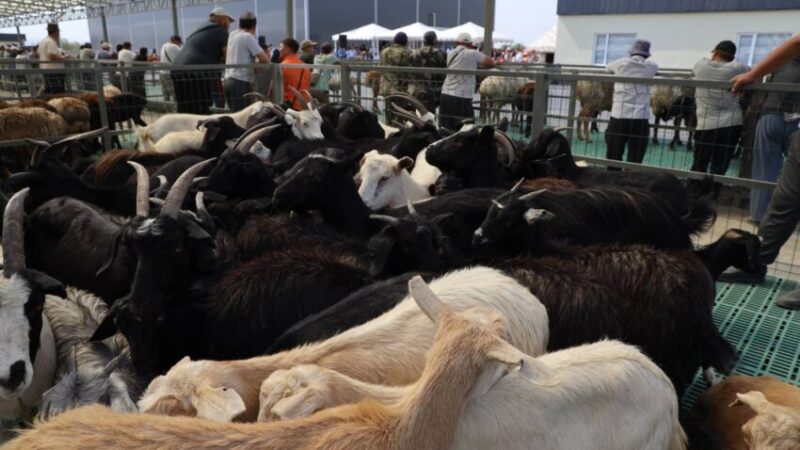 «Алтын Така» мал базарында дезинфекциялоо иштери жүргүзүлдү