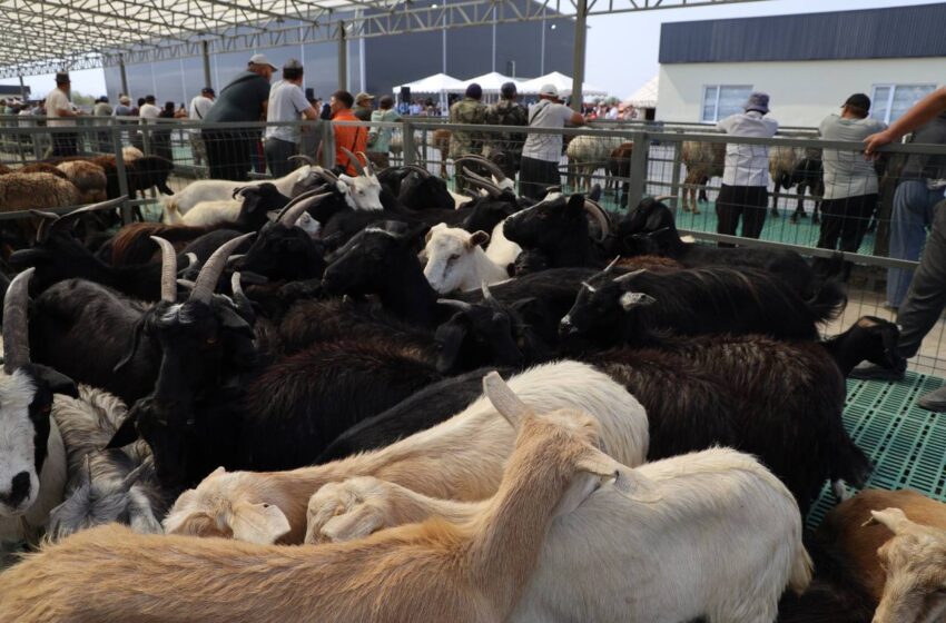 «Алтын Така» мал базарында дезинфекциялоо иштери жүргүзүлдү