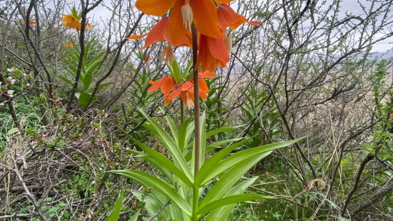 Баткенде айгүл гүлү гүлдөдү