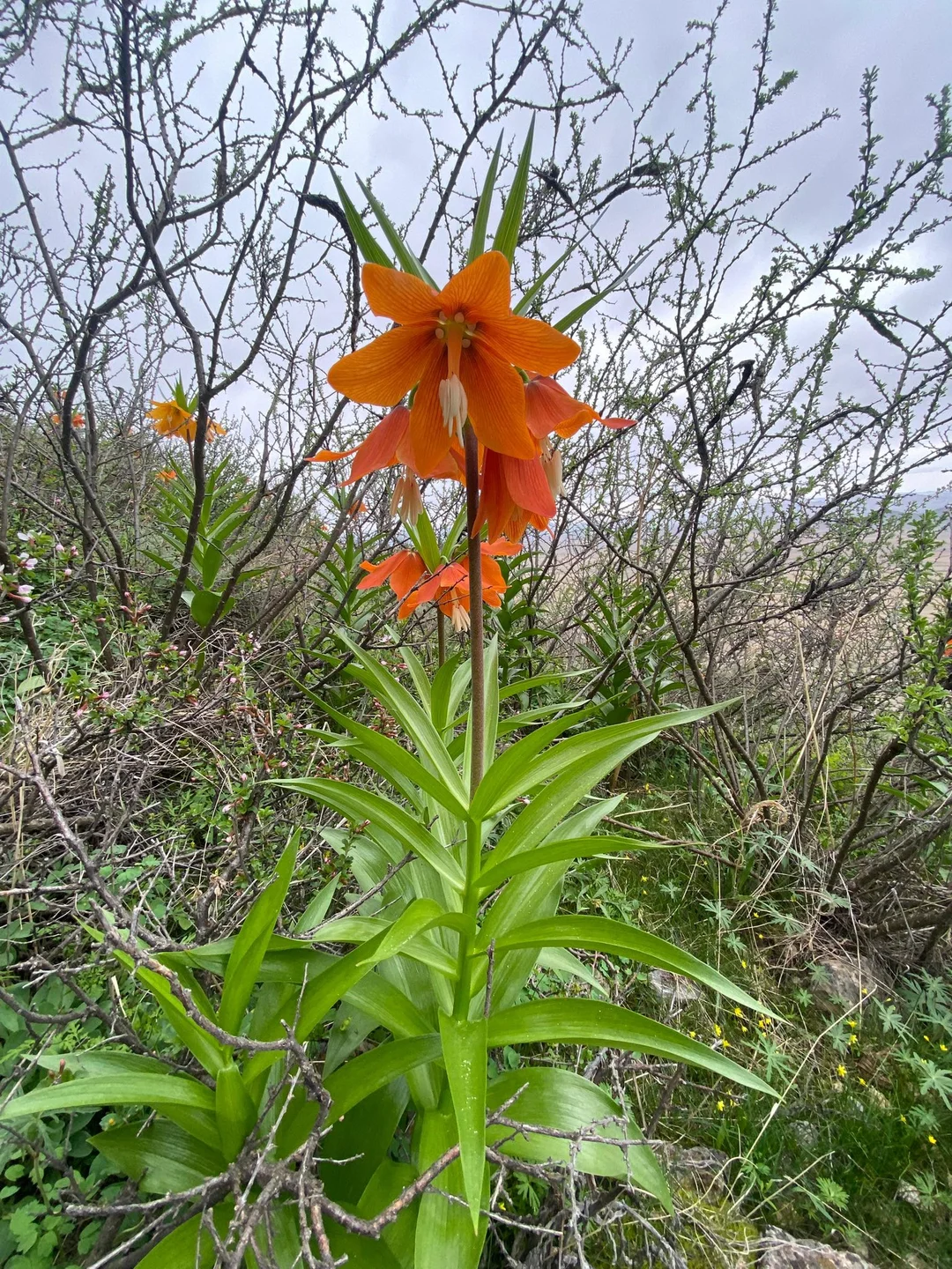 Баткенде айгүл гүлү гүлдөдү