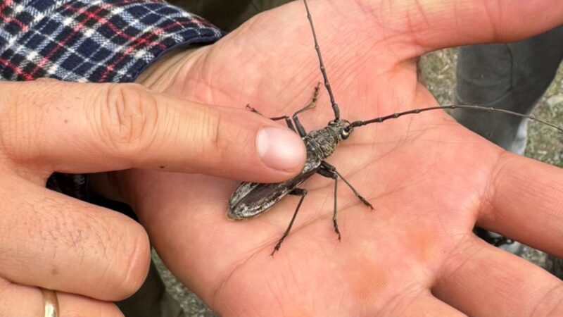 Токтогул токой чарбасында зыянкеч курт-кумурскаларга каршы алдын алуу чаралары жүргүзүлдү