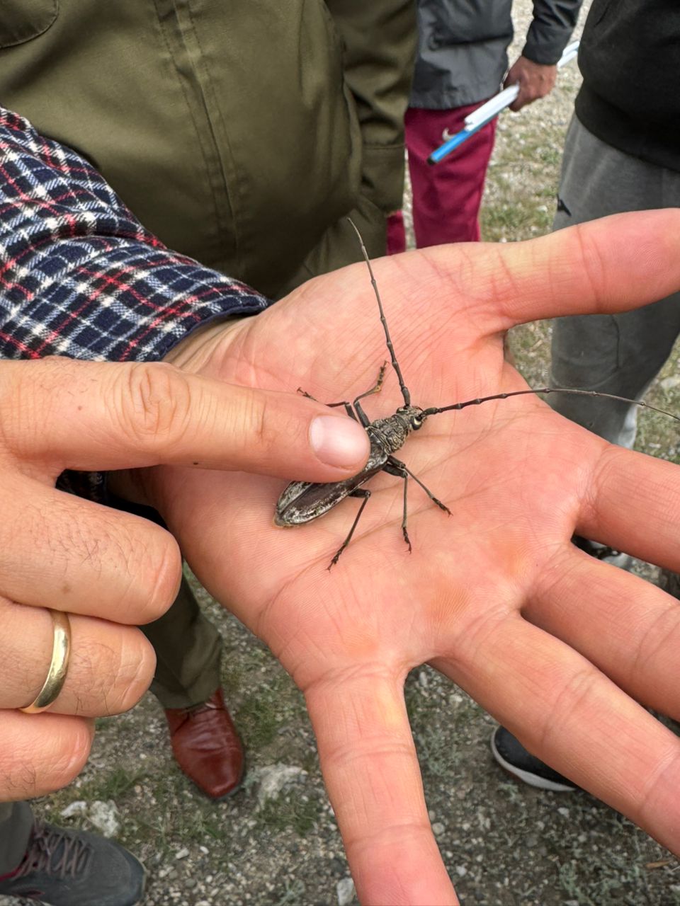 Токтогул токой чарбасында зыянкеч курт-кумурскаларга каршы алдын алуу чаралары жүргүзүлдү