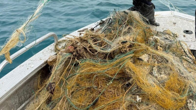 Кытайдан келген жүктөн тыюу салынган балык торлору табылды