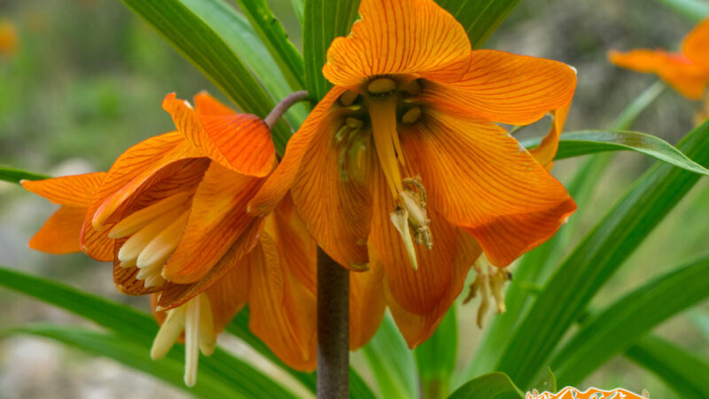 “Айгүл гүлү” эл аралык фестивалы баткен шаарында өтөт