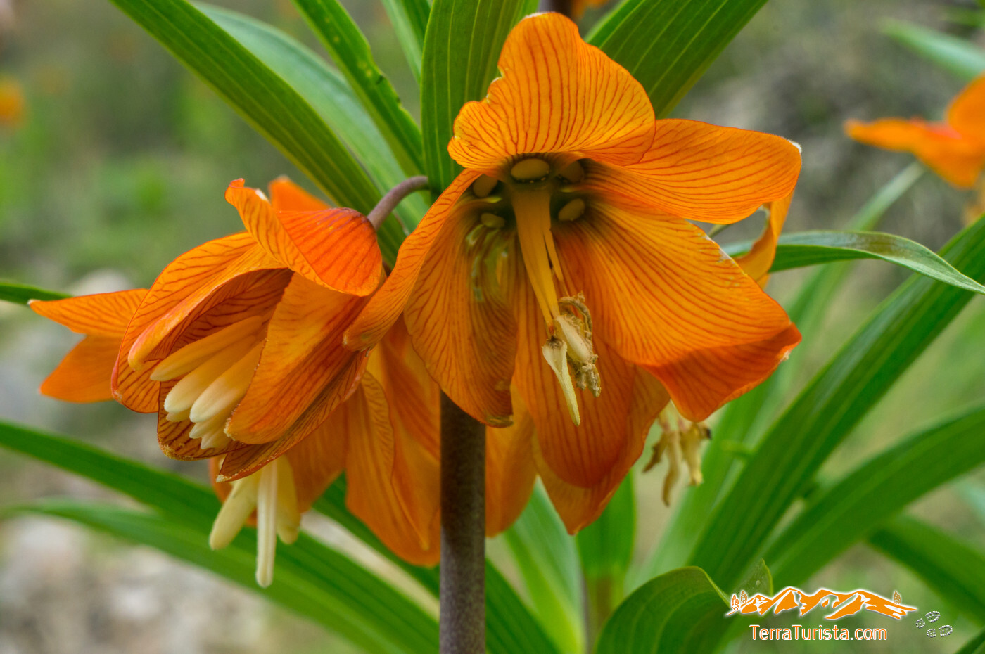 “Айгүл гүлү” эл аралык фестивалы баткен шаарында өтөт