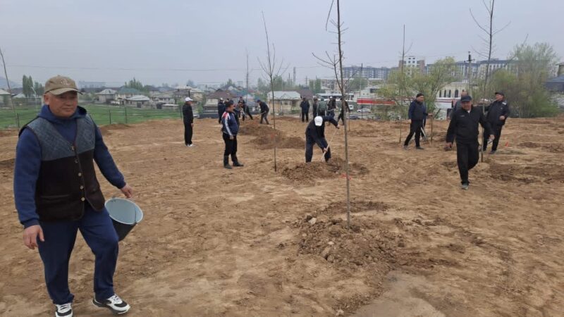 Ош шаарында өткөрүлгөн ишембиликте 7630 көчөт отургузулду