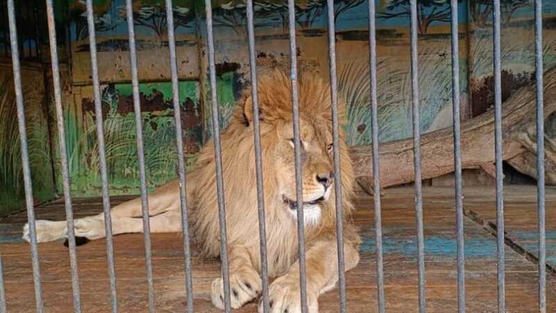 Токмокто зоопарктагы жаныбарлардын документи жок экенин билет белеңиз?