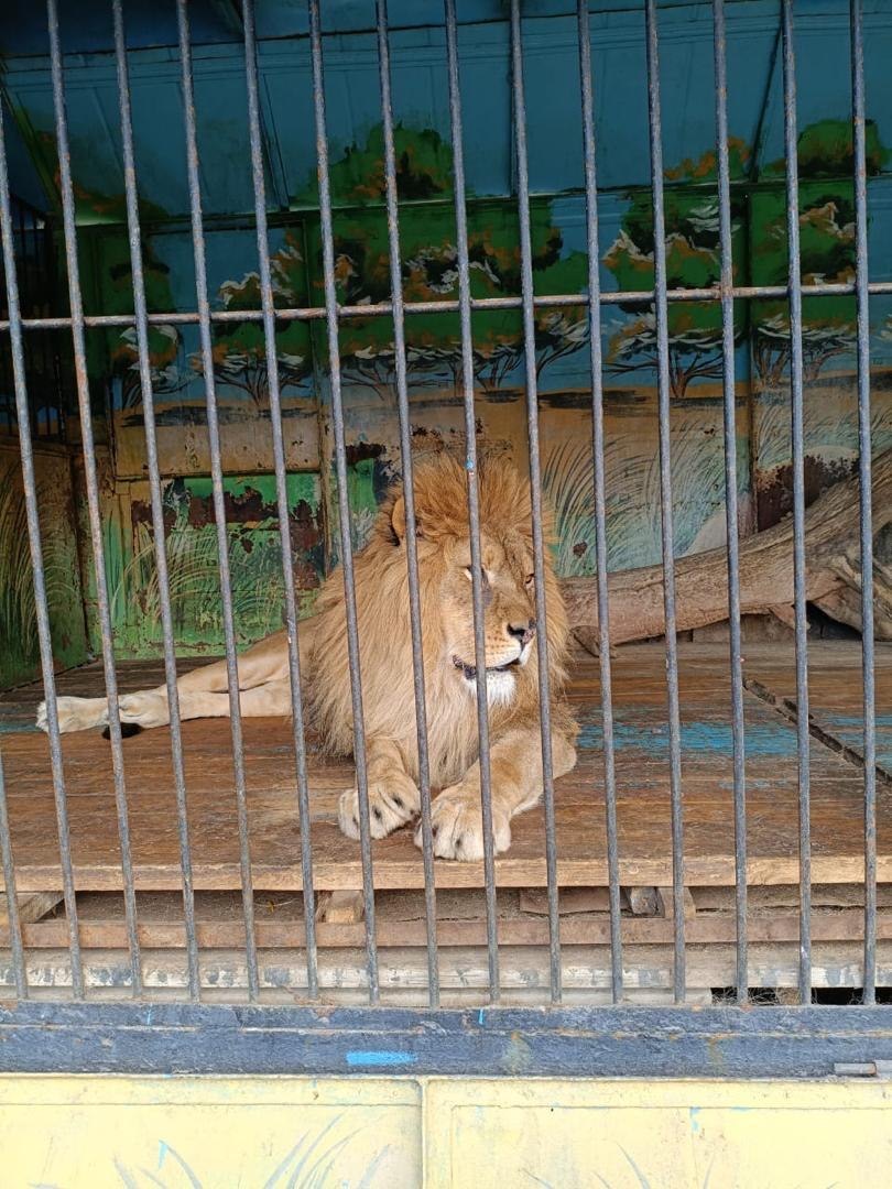 Токмокто зоопарктагы жаныбарлардын документи жок экенин билет белеңиз?