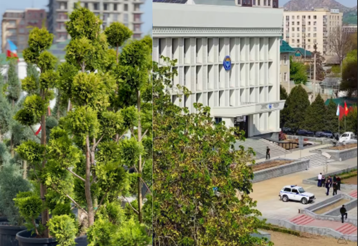 Ошто борбордук аянт жаңыланып, жашылдандыруу иштери жүрүүдө