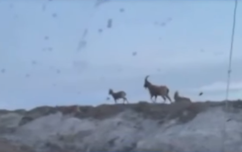 «Жерүй» алтын кенинде тартылган кийиктердин видеосу тарады