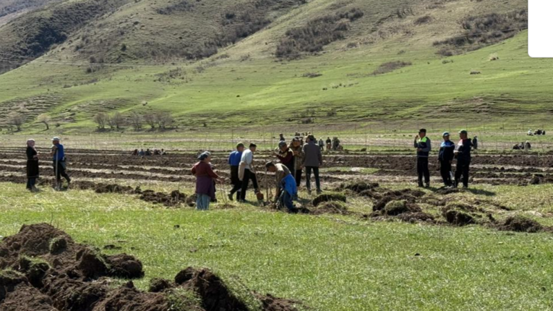 Жашыл мурас: Шумкар-Уяда 5000 түп ак кайың отургузулду