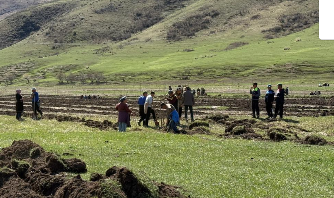 Жашыл мурас: Шумкар-Уяда 5000 түп ак кайың отургузулду