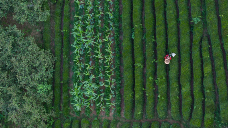 Түркиянын Качкар тоолору эл аралык иш-чаралар аркылуу дүйнөлүк деңгээлге чыгууда