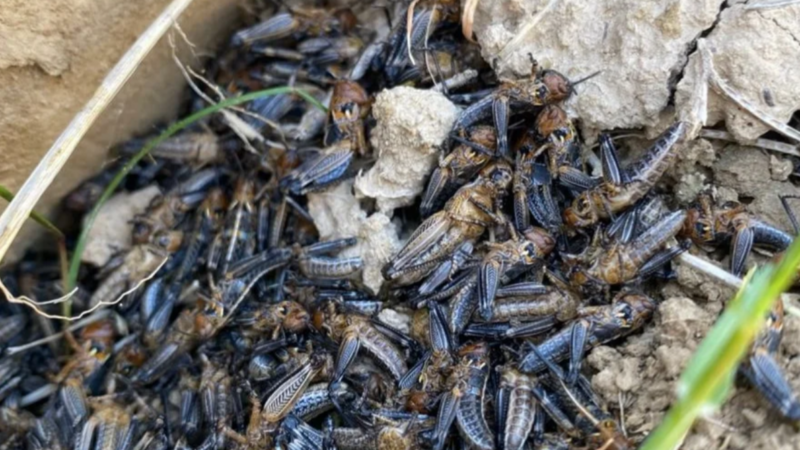 Жалал-Абадда 7 320 гектар жерди чегиртке каптап кеткен