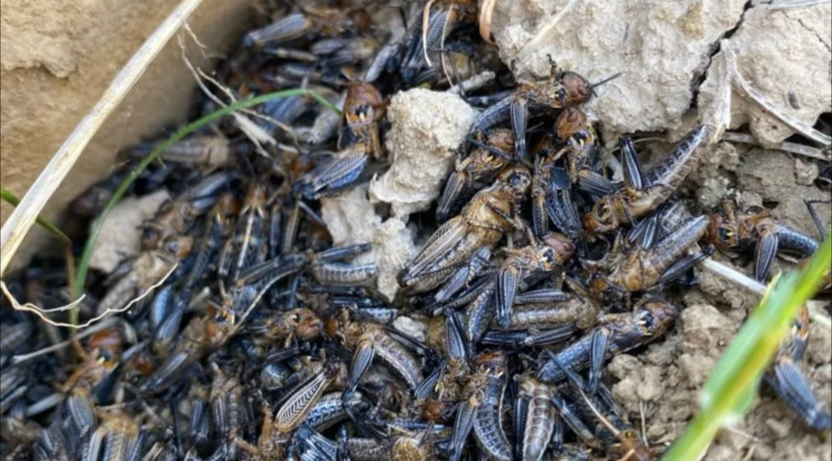 Жалал-Абадда 7 320 гектар жерди чегиртке каптап кеткен