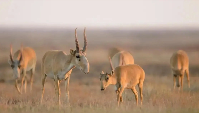 Батыш Казакстан облусунда болжол менен 3 300 баш бөкөн жок кылынды