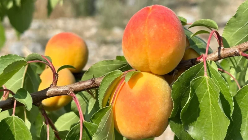 Баткенде өрүк бышты