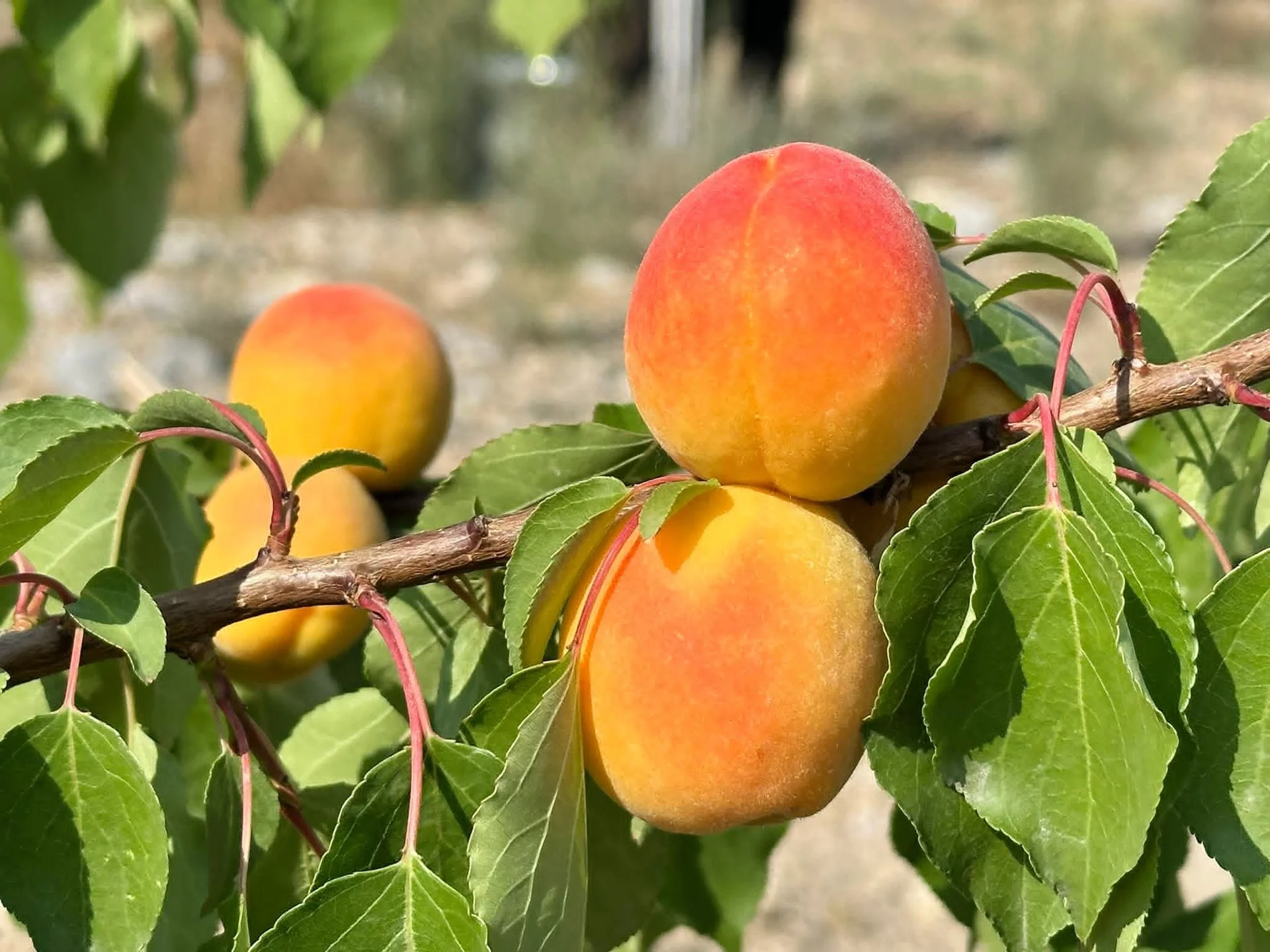 Баткенде өрүк бышты