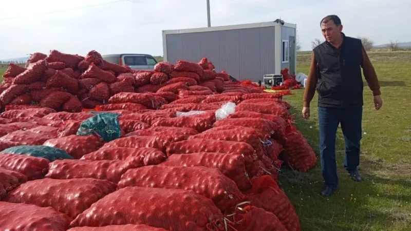 Таласта жаңы өздөштүрүлгөн жерге картошка эгилүүдө